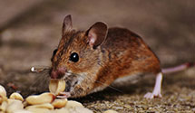 24 Hour & Emergency Exterminators in Argillite, KY